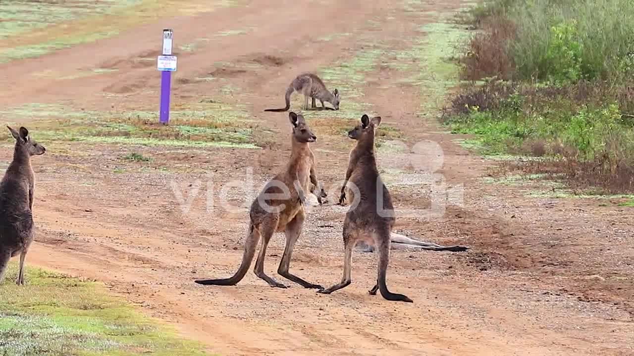 kangaro fun with family