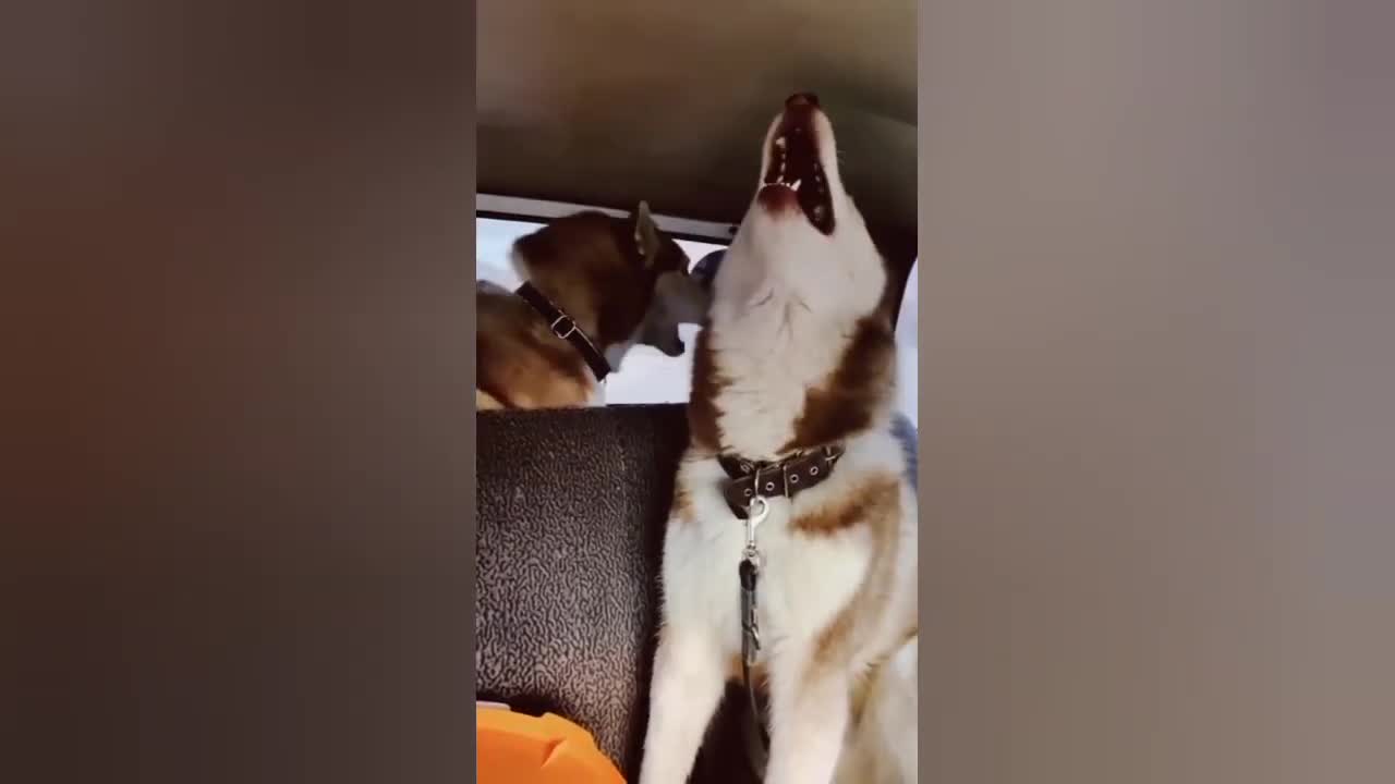 Funny cats video//cute and funny cats video
