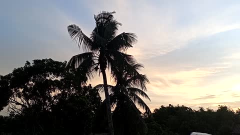 Village coconut tree beautiful view at evening time