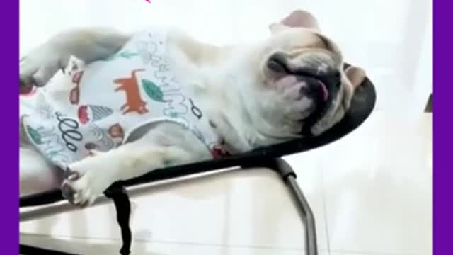 Funny Pets 🤣 Dogs TikTok - He's so tired 🤣🤣 #Shorts#Short#Funny