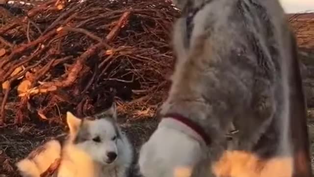 A little northern girl try to play with a puppy - cute video