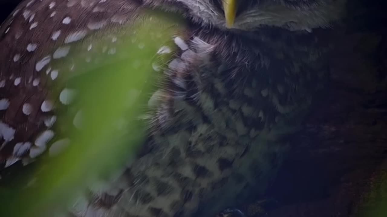 Wildlife and Funs