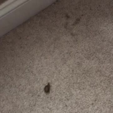 2 year old sneaks off and poops on the floor.