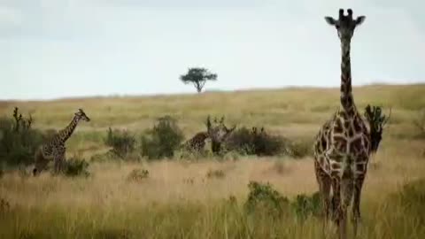 Animal 7: Giraffe