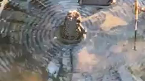 Amazing frog creating vibrations in water