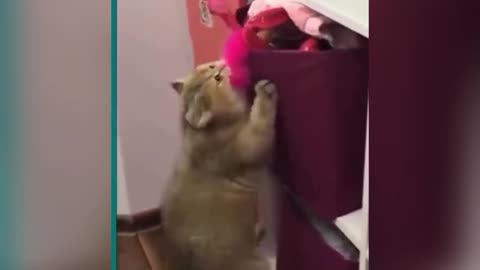 Funny cat playing and doing crazy thing