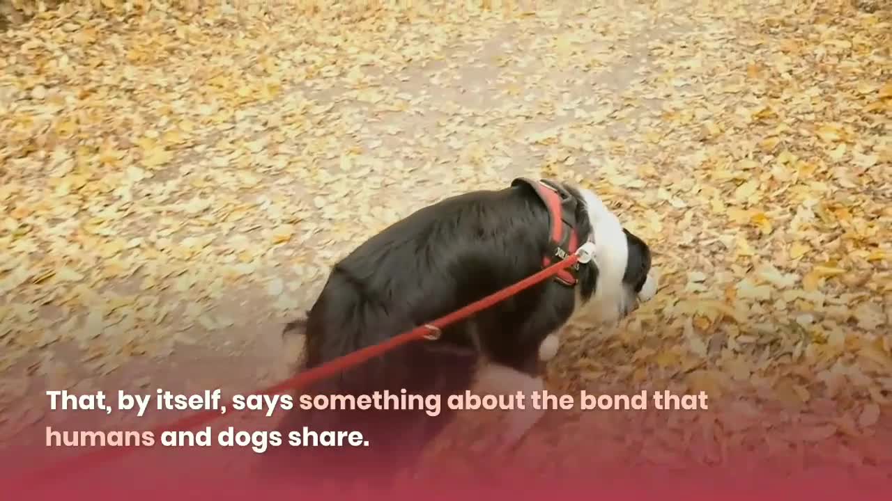 Why Dogs and Humans Love Each Other More Than Anyone Else
