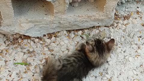 Two Kittens Playing Near A Hollow Block