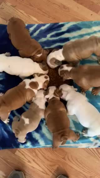 Hungry, hungry puppies!