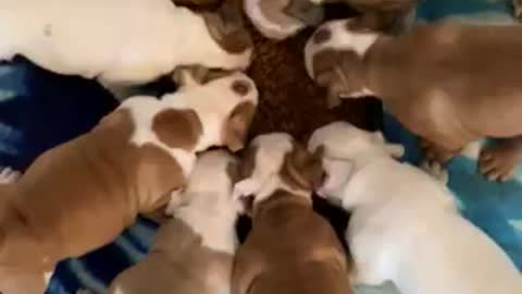 Hungry, hungry puppies!