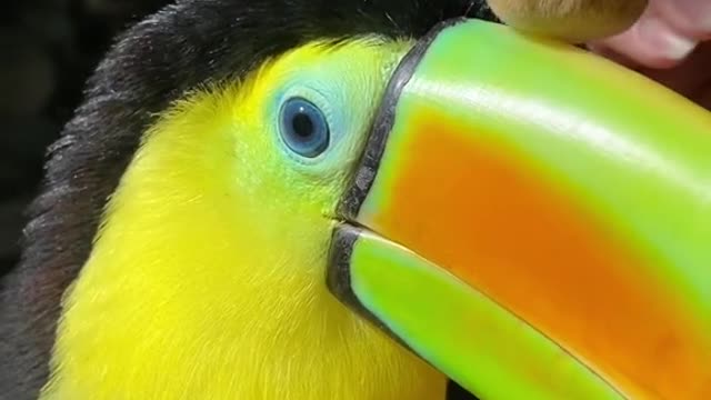 Distinguished and unique parrot