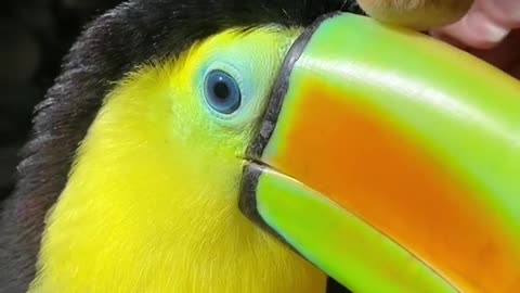 Distinguished and unique parrot