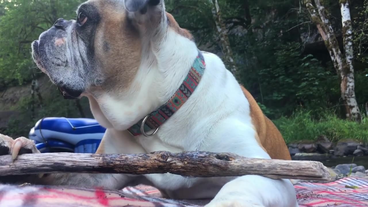 dog playing with a stick