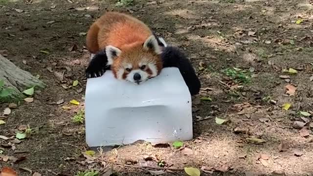 The red panda