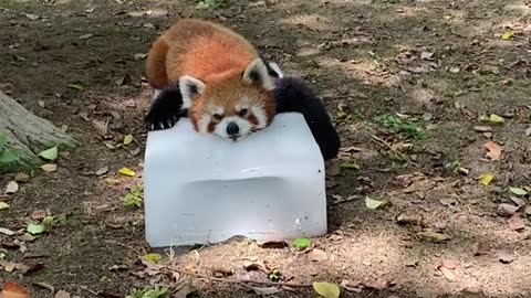 The red panda