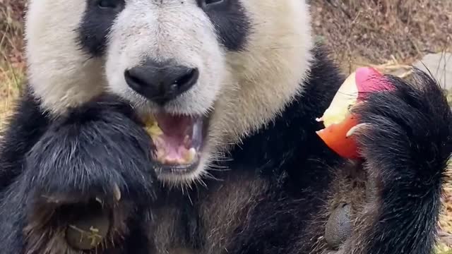 Panda eats an apple to moisten its throat