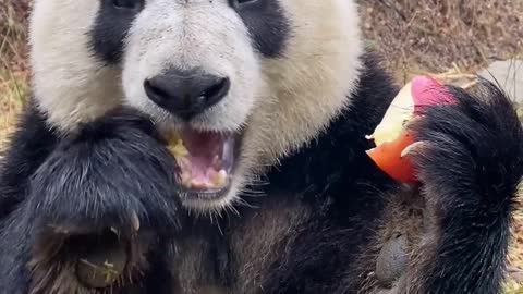 Panda eats an apple to moisten its throat