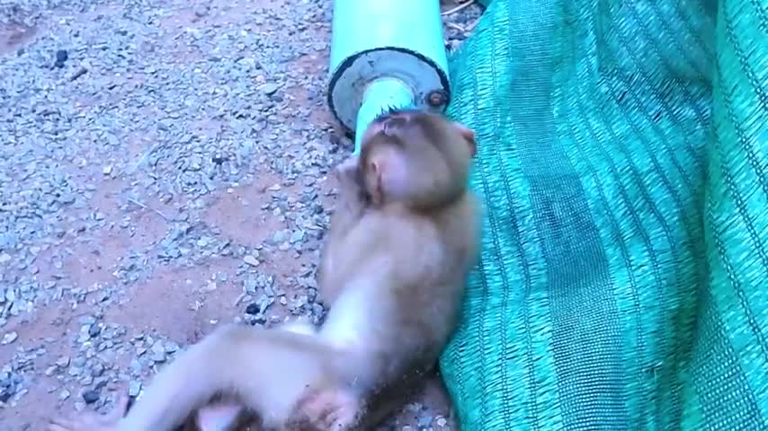 Sweetpea Dog Tentar Ajudar Cutie MARIMA, Stuck In Tube