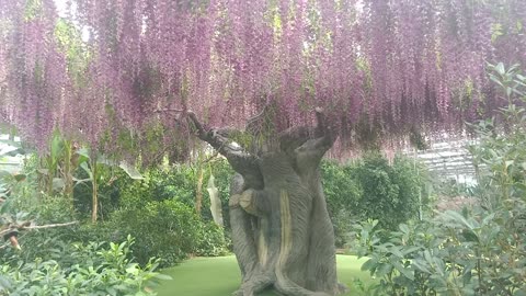 The tree is covered with blue flowers