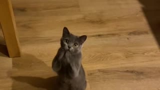 Black cat very funny