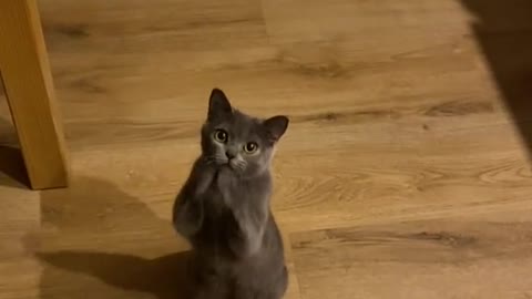 Black cat very funny