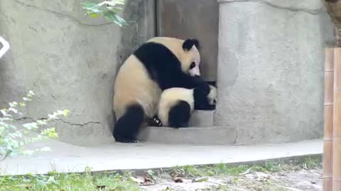 Mother Panda Playing with her Child ⋆