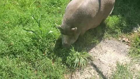 Ark Of Grace: NOBLE LOVES MUD!! LOL FUNNY