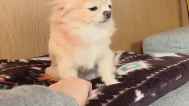 Dog wants owner to keep petting it