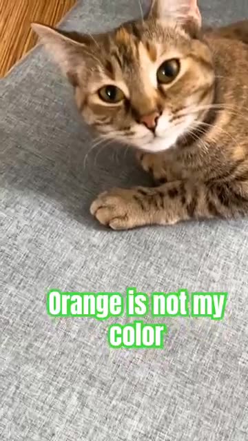 WHY IS Kitty AFRAID OF THIS COLOR??!! #funny #insideout2 #insideout