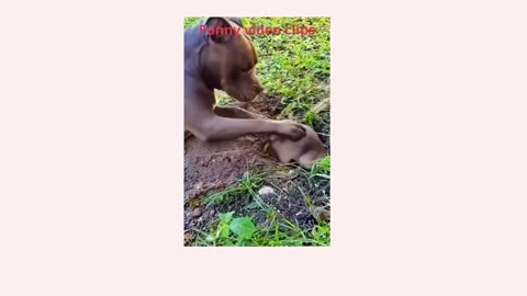 Cute baby animals Videos | Funny videos |