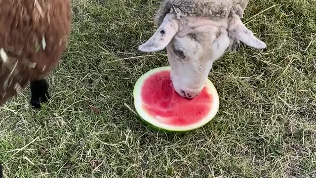 Hungry ewe loves munching some sweet watermelon