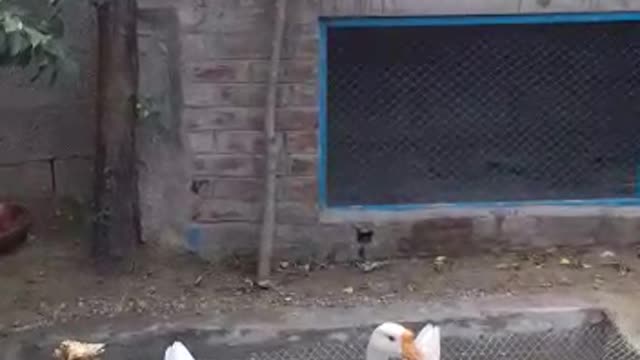 cute ducks taking bath and eating insects in Water