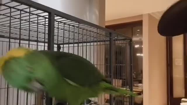 talking parrot