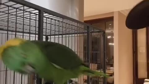 talking parrot