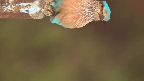 Wildlife & Funs