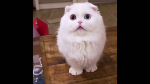 white fluffy cat