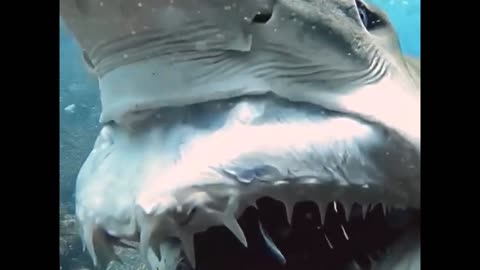Here's What the Inside of a Shark's Mouth Looks Like... 🦈