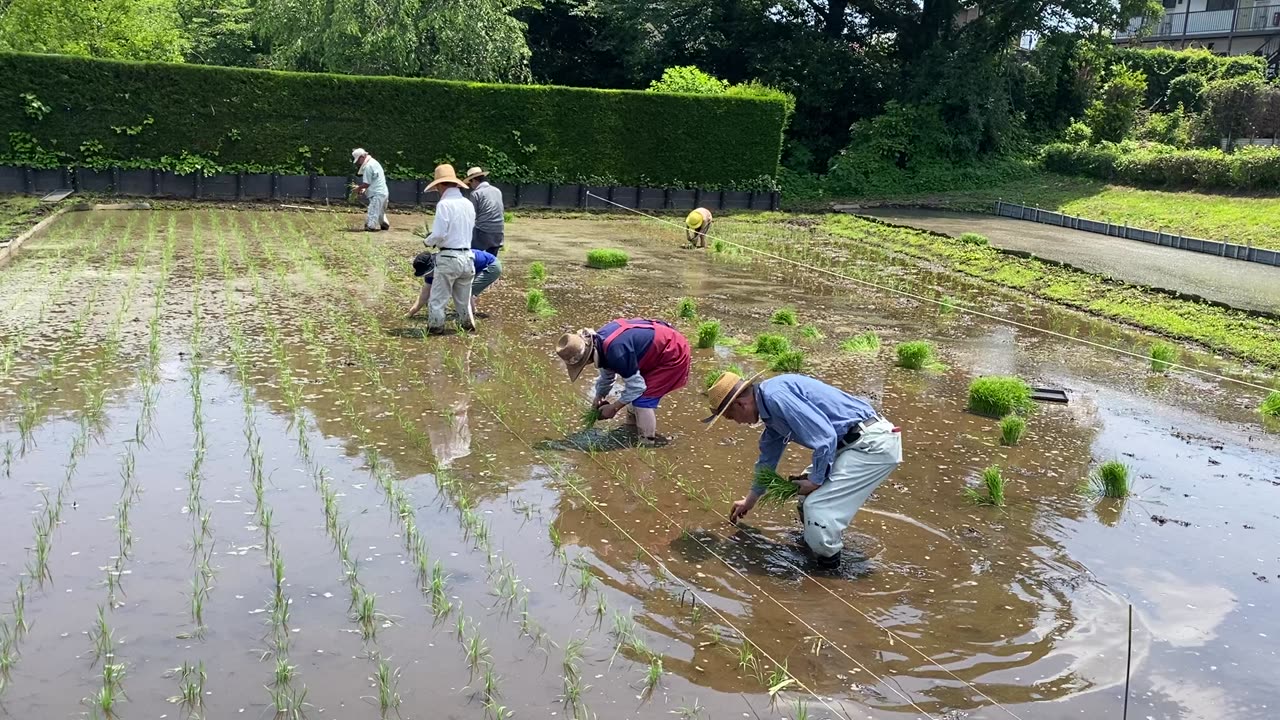 Rice planting