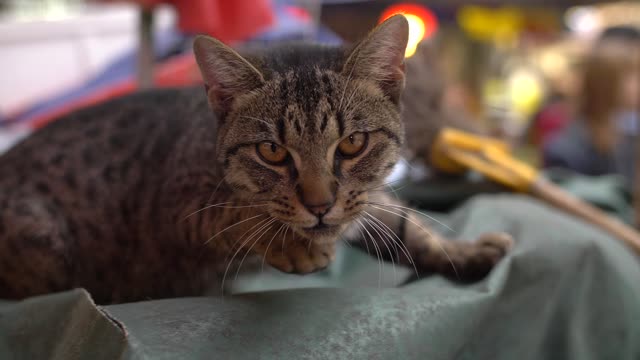 Cat Hissing at Camera