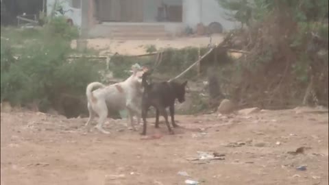 Amazing Dogs Fighting For Help other Dog on Street Compilation