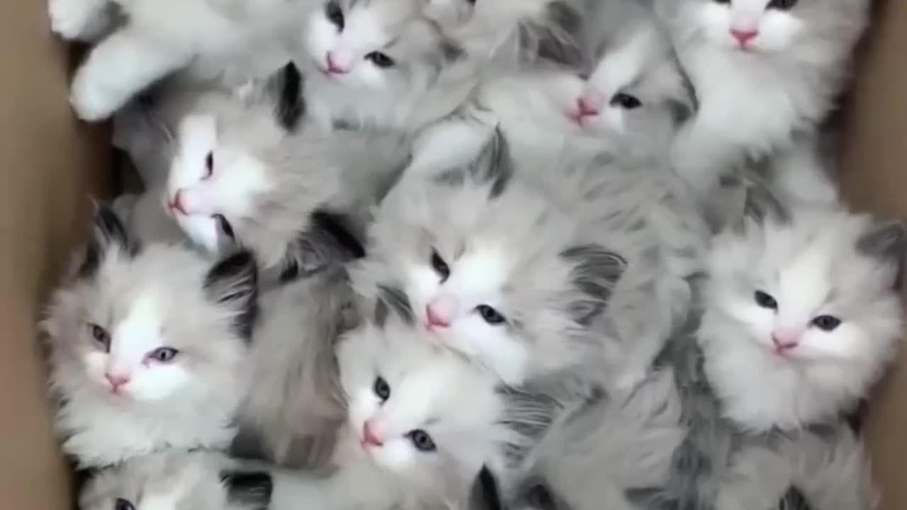 Cute cat