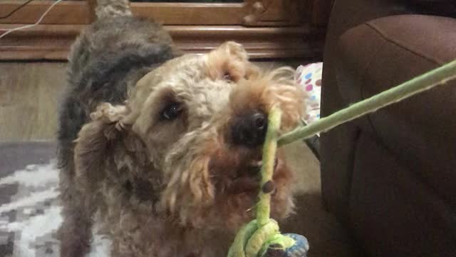 Oscar the Welsh Terrier Fighting for POTUS level Respect