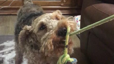 Oscar the Welsh Terrier Fighting for POTUS level Respect