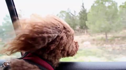 Funny Animal Videos | Funny Dog Videos |Awesome Pets Funny Video| Marwasadam