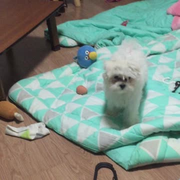 It's a puppy that messes up the room, but it's so cute that I can't help it.