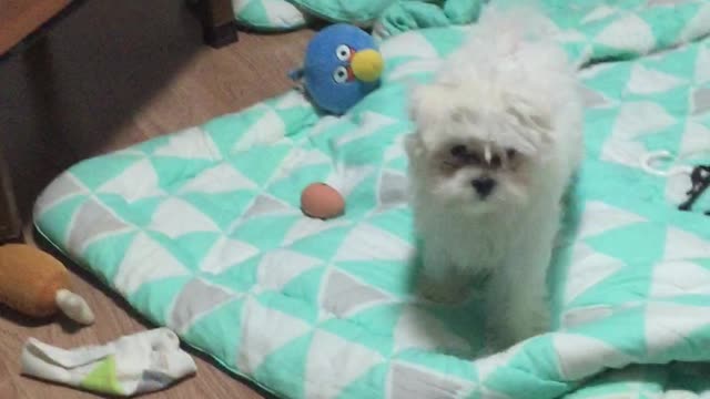 It's a puppy that messes up the room, but it's so cute that I can't help it.