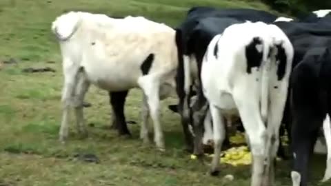 Cows Enjoying Lemons and Limes, Eungella NSW