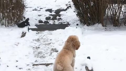 Puppy Loves With Loves Very Much
