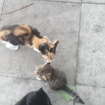 Cats VS Seagulls.. who gets to the food first