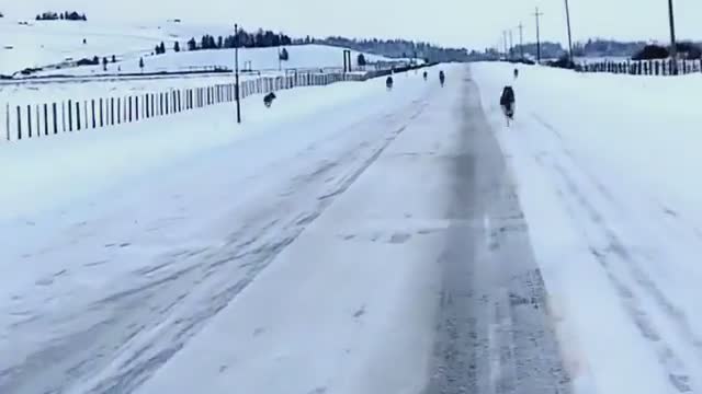 Idahoan's viral video shows pack of wolves on snowy highway